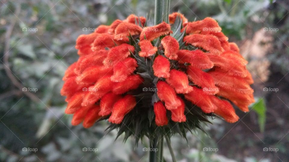 A beautiful flowers in the forest.