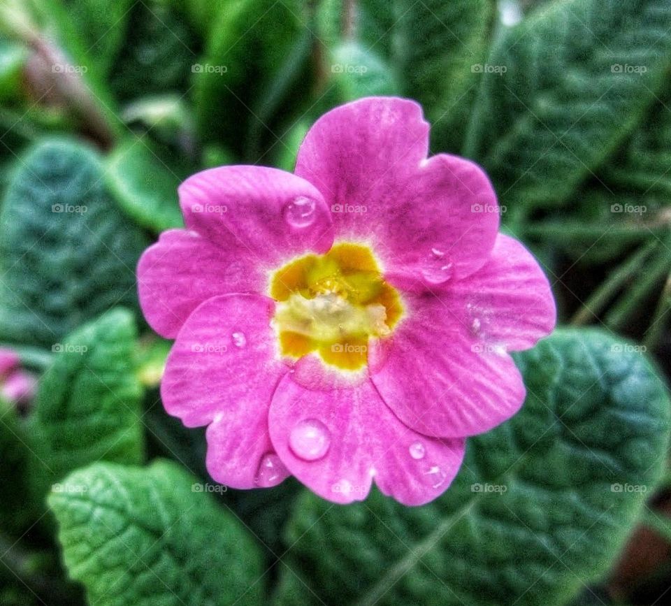 Macro close-up of a pink primula with glistening raindrops and green leaves