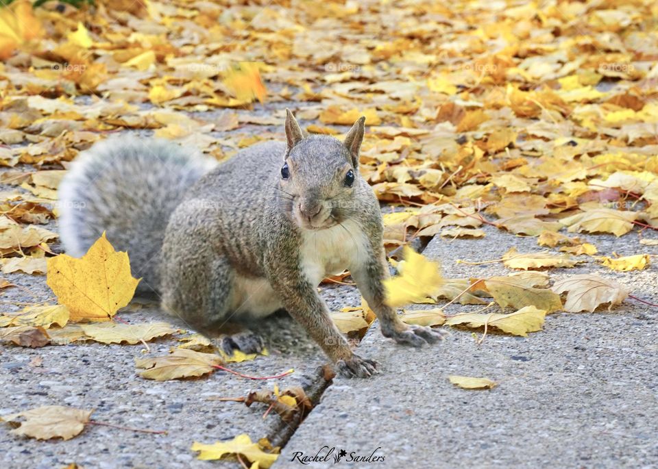 Friendly Neighborhood Squirrel