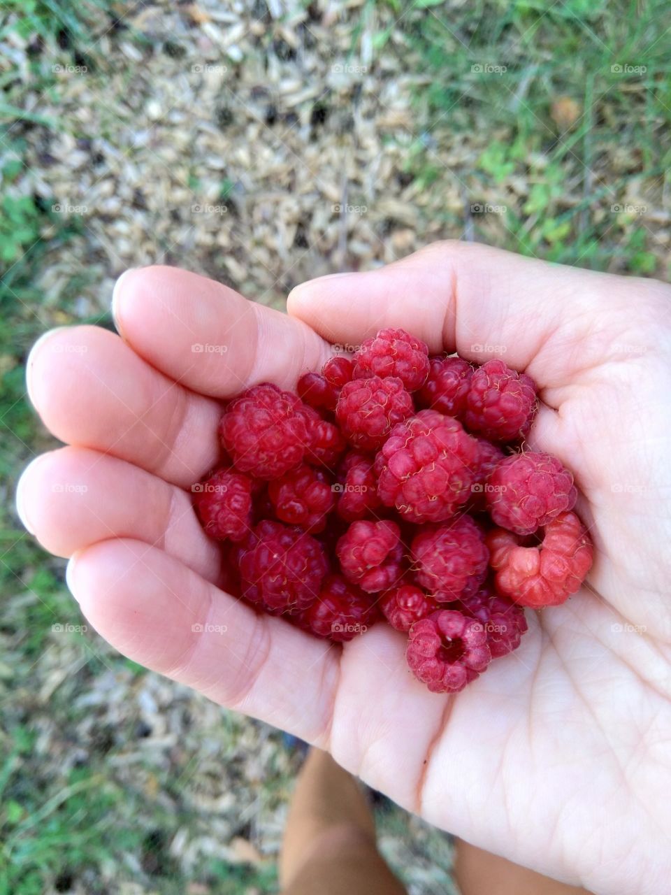 red wild raspberries in the hand summer time