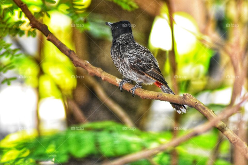 Bird on tree photography from Gandhinagar Vikhroli Mumbai Maharashtra