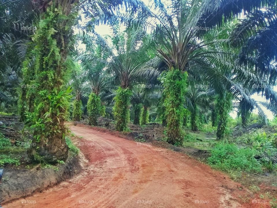 Road in the middle of oil palm plantation