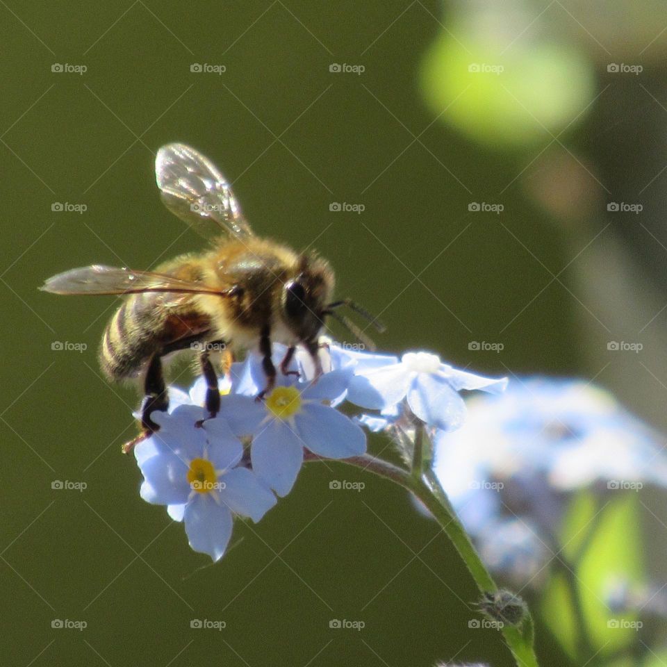 bee collecting nectar