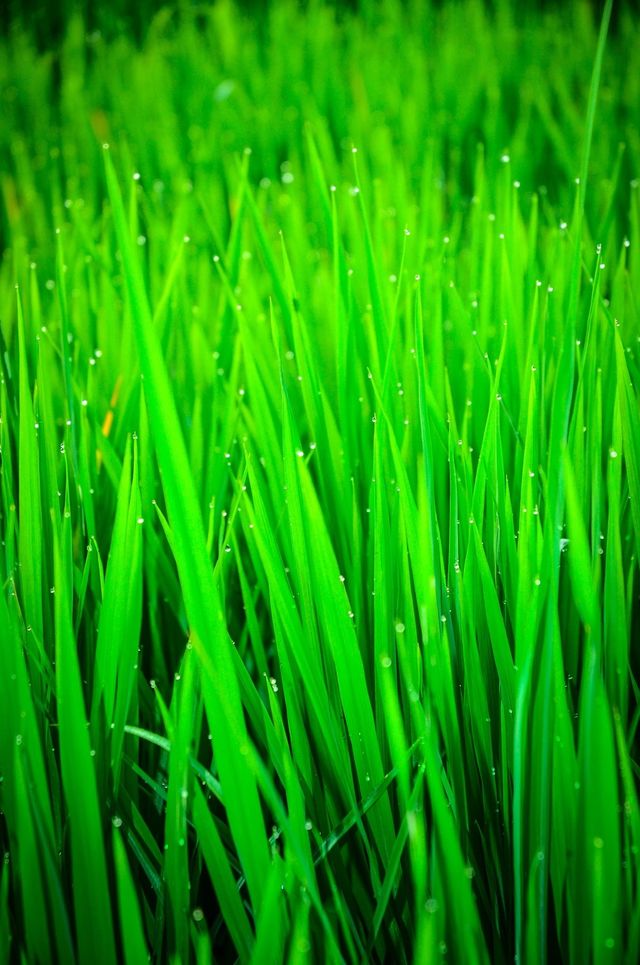grass
