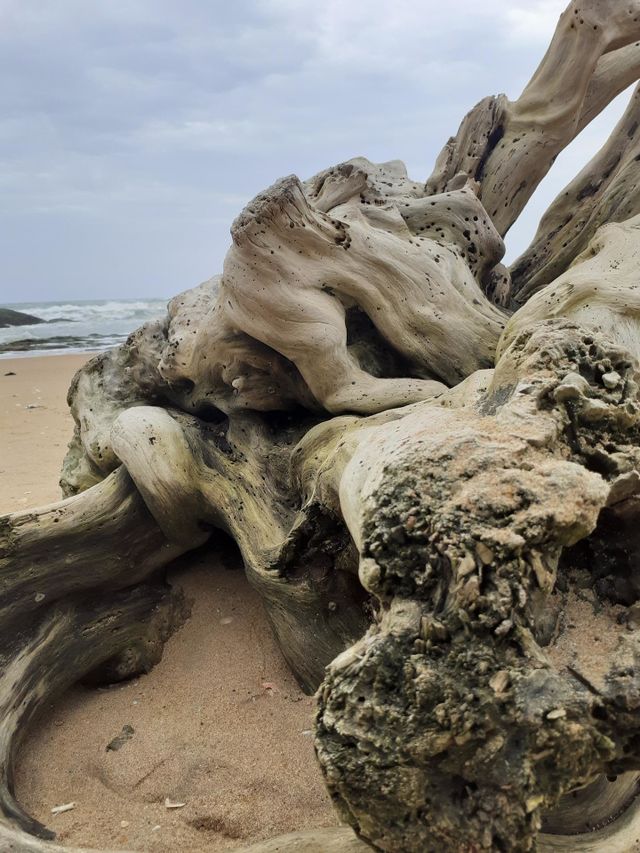 artistic decaying log