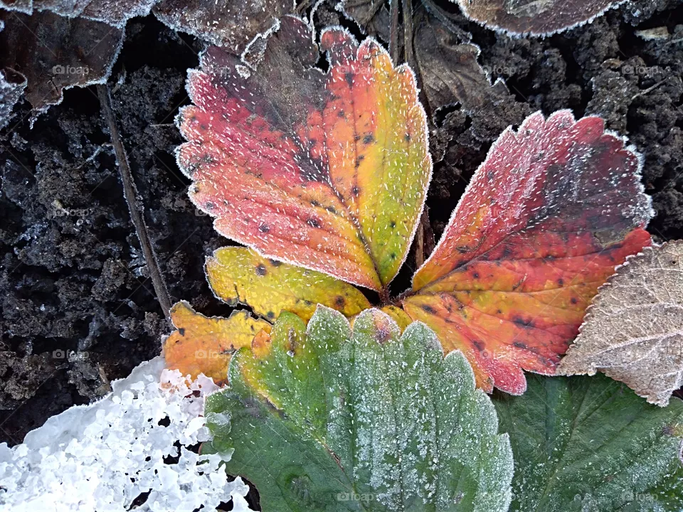 dead leafs