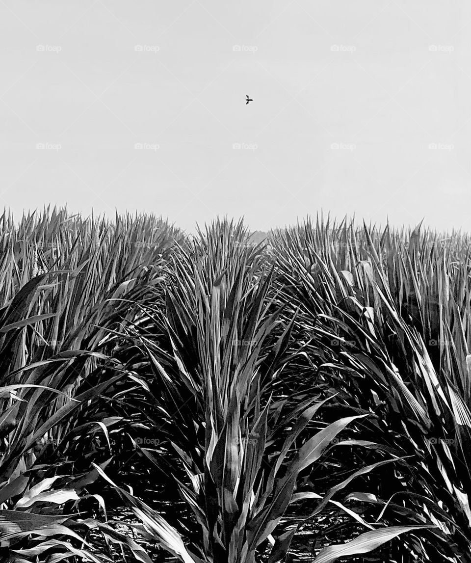 B&w cornfield 