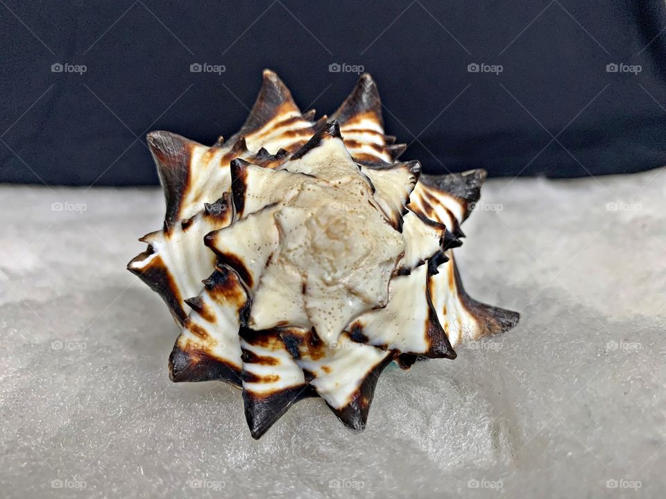 Shape of nature - A fantastically beautiful Horned Hermit Shell. As the animal grows inside the shell, over time, these close to identical bands form patterns.