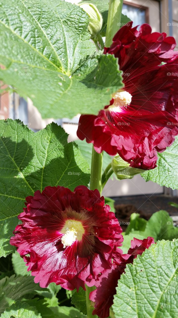 my Red Hollyhocks. trying for all colors