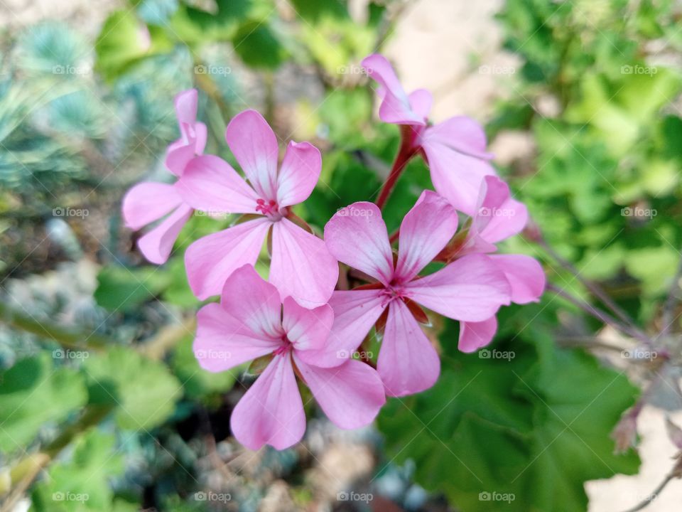 geranium flower2