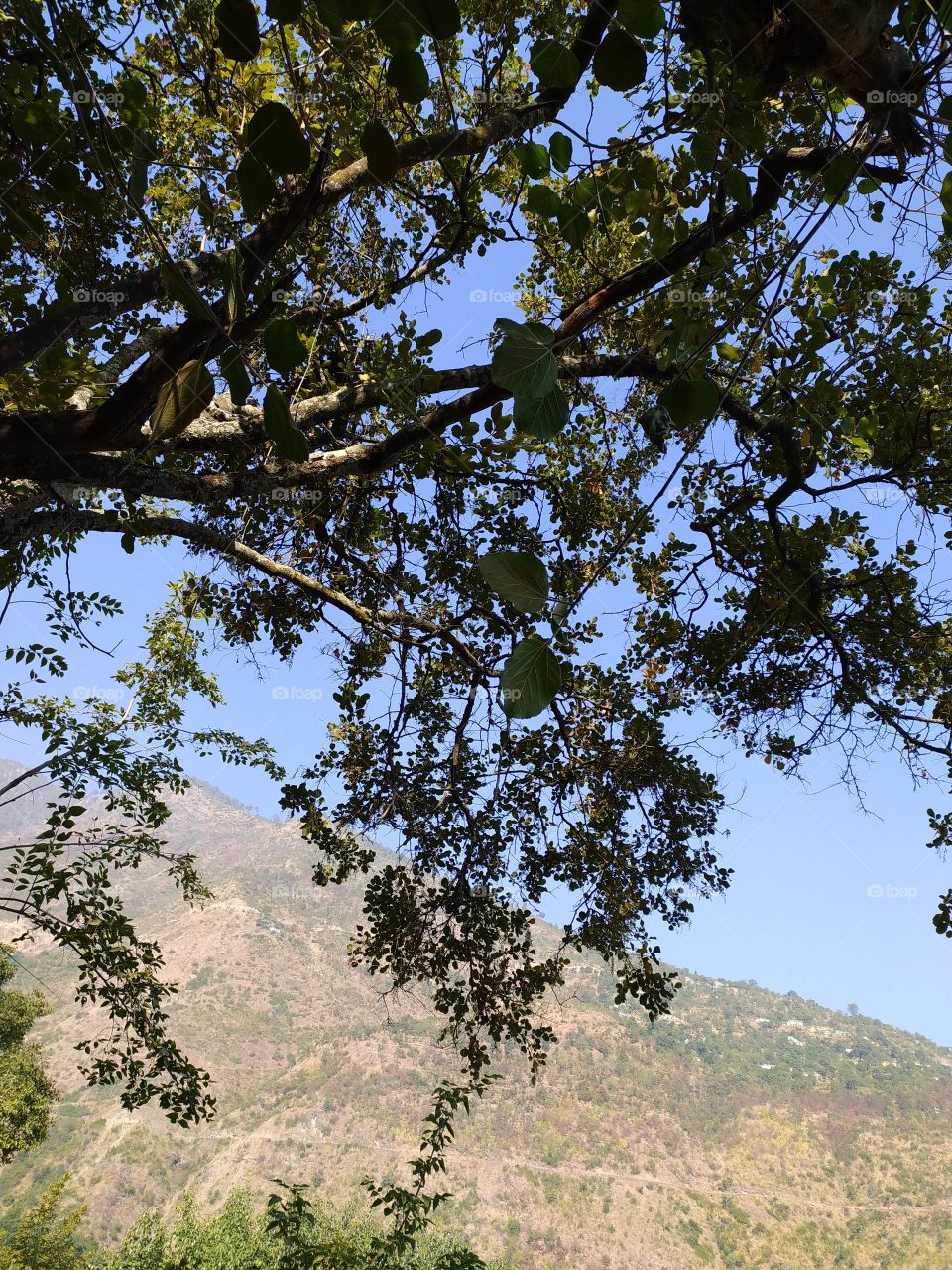The trees enjoying mild mid November sunshine