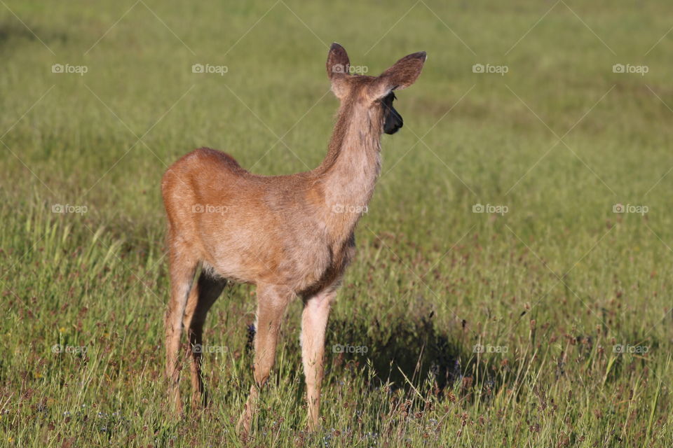 Deer