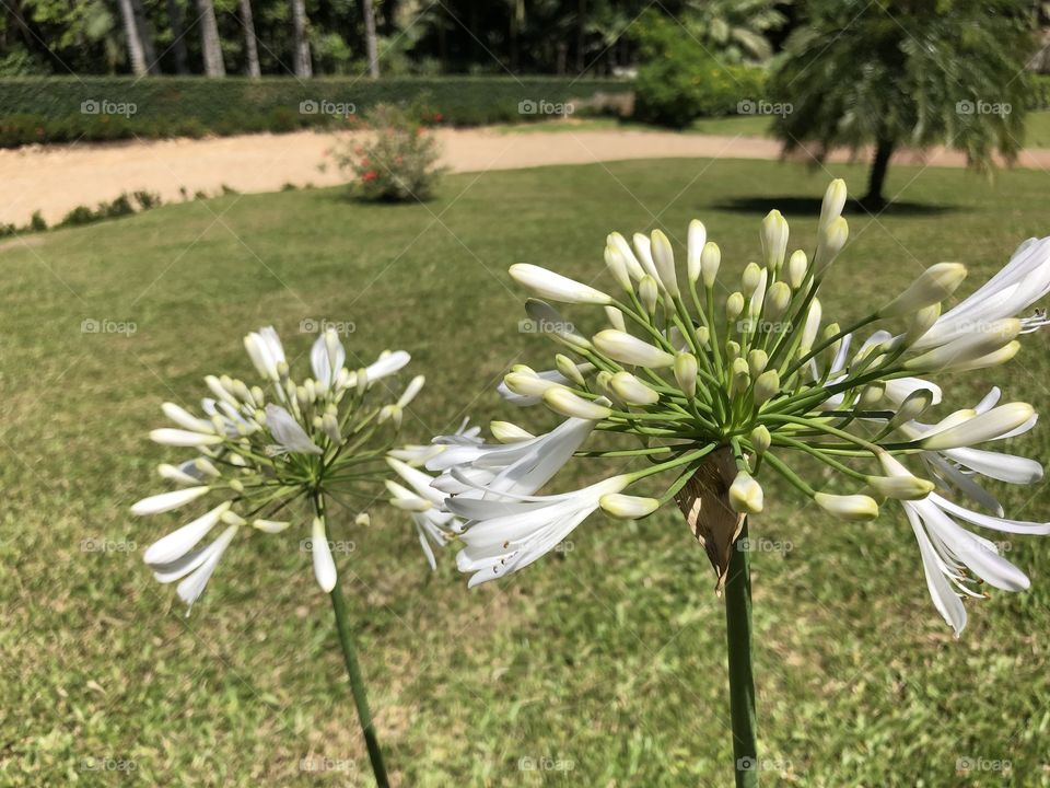 Flores brancas com paisagem de grama 