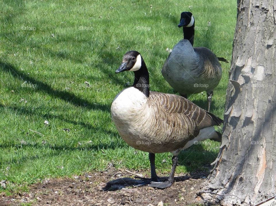 Geese