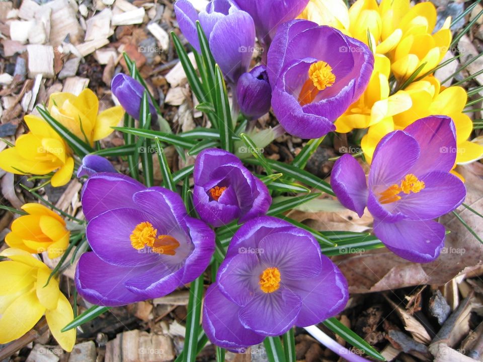 Spring Flowers. Crocus in bloom