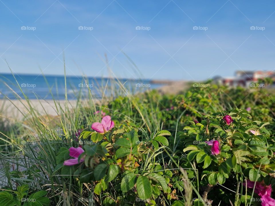 Wild roses on the beach