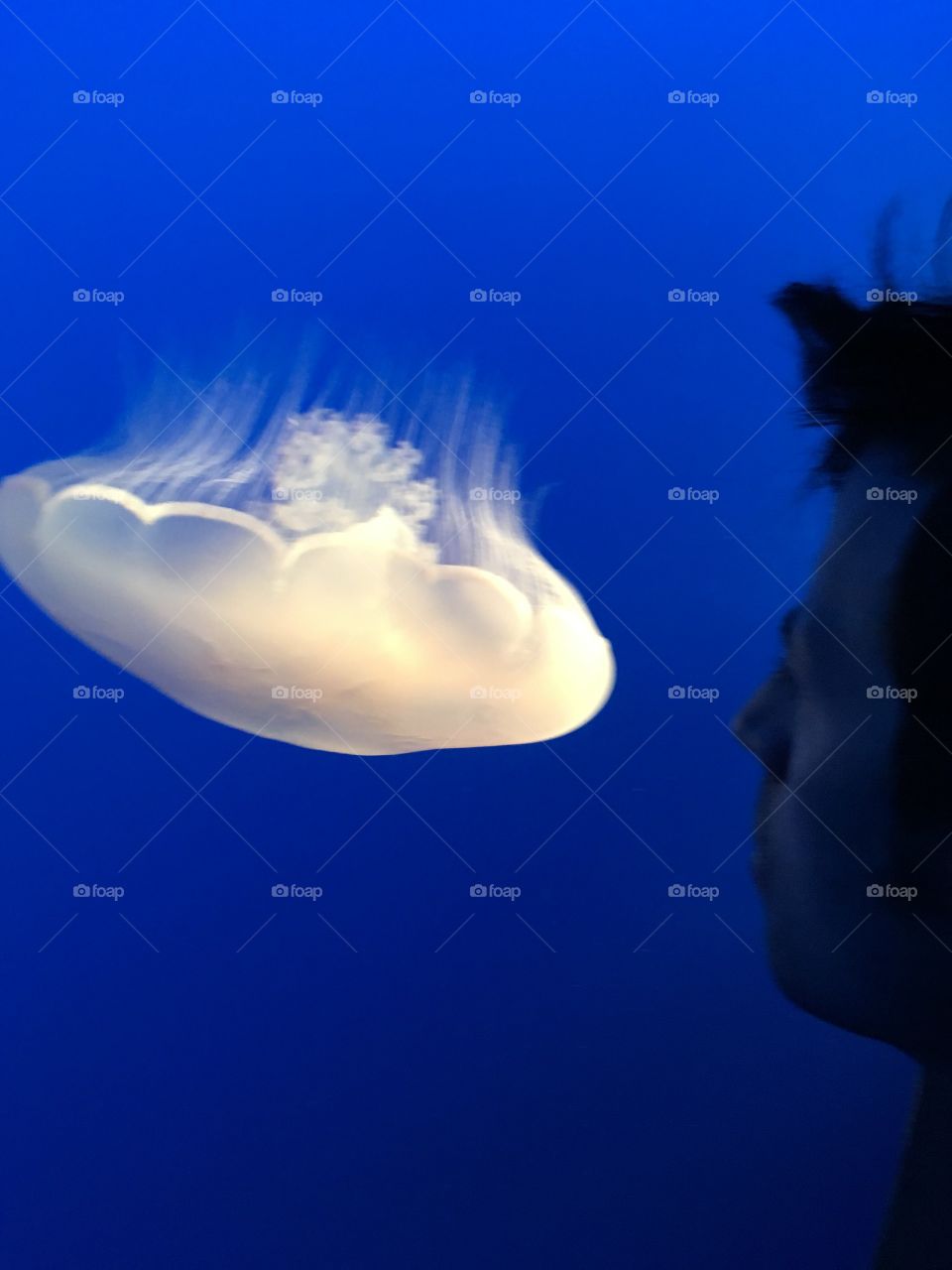 Backlit moon jellyfish in front of a blue background with a man watching it swim downwards
