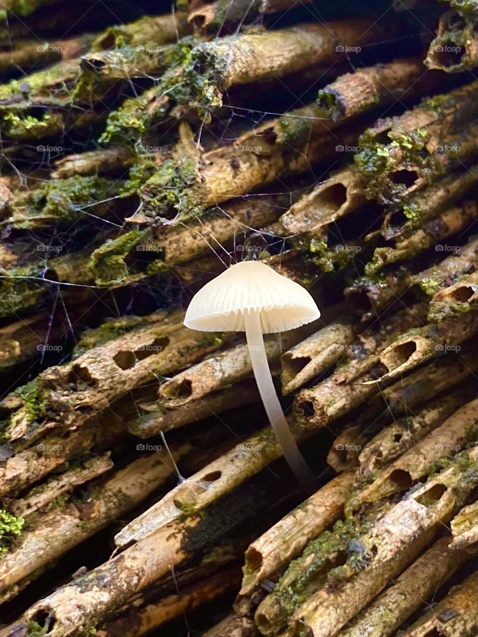 Mystical mushroom 