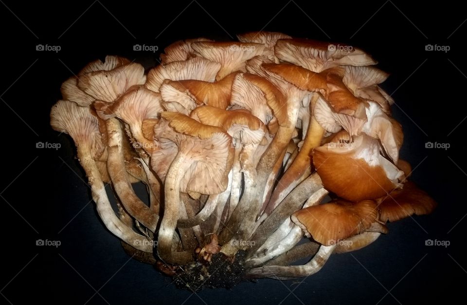 Honey Mushrooms