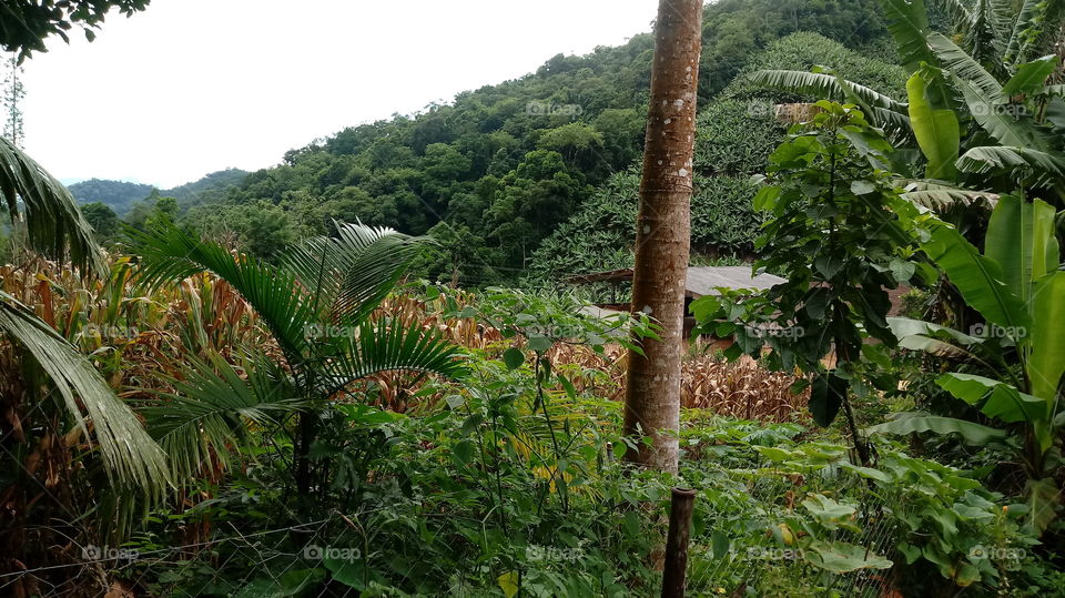 Montanha Árvore Milho