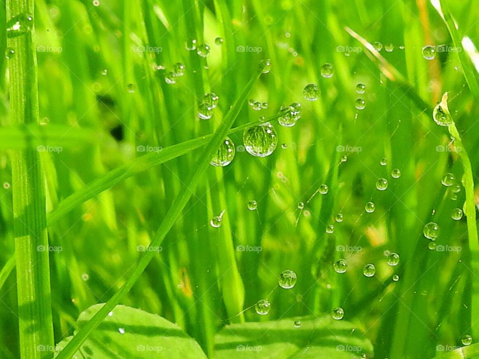 Autumn morning dew