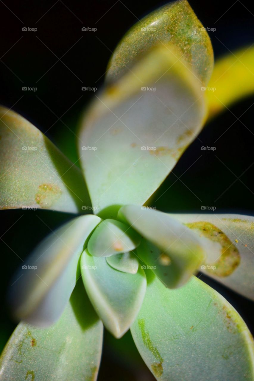 Subtle Succulent 