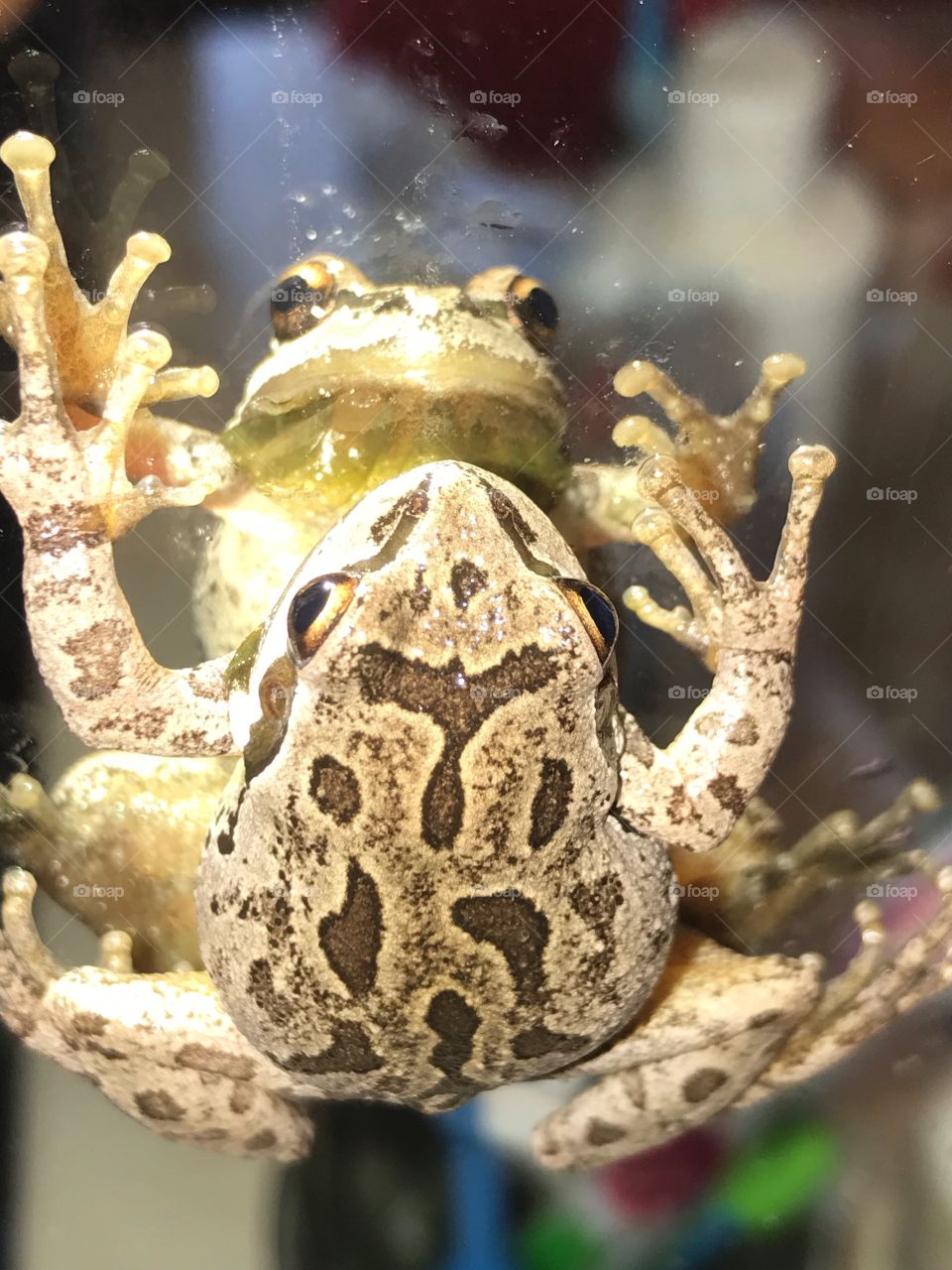 Frog on a mirror