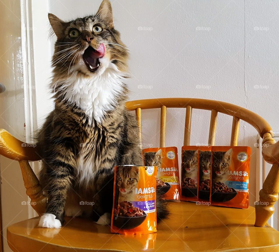 Fluffy cat enjoying a meal