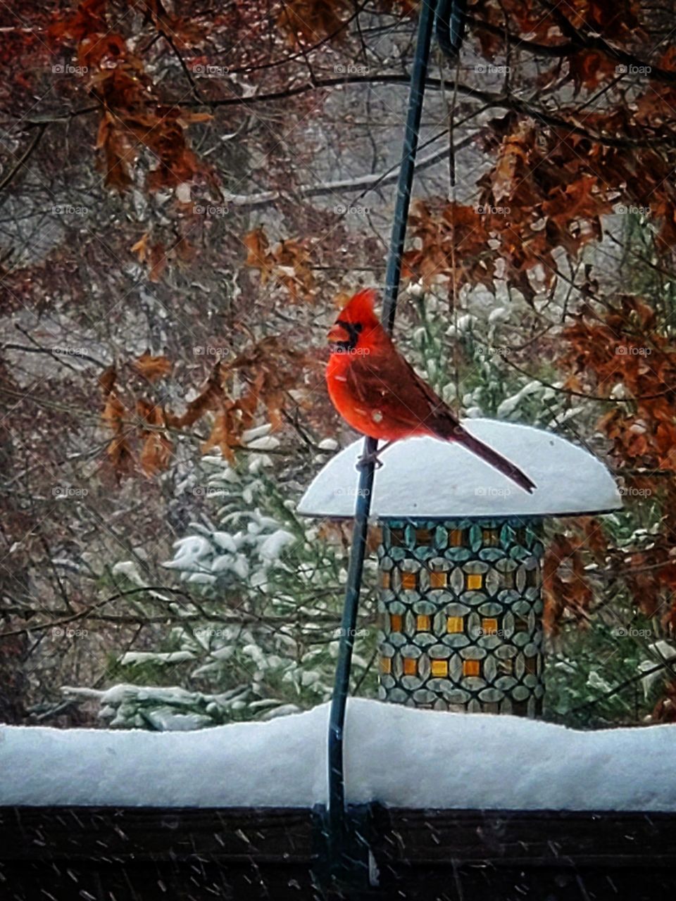 A beautiful Cardinal on our first winter storm!  
