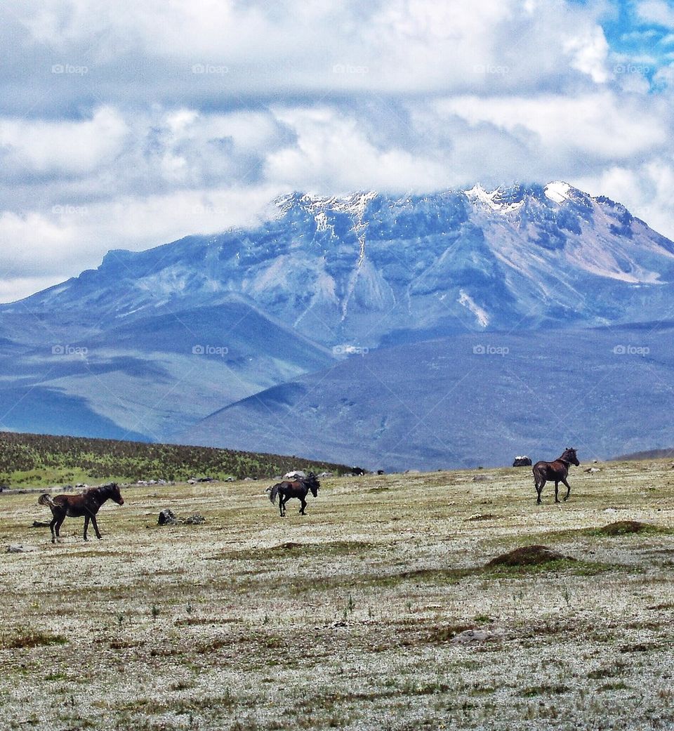 Group of horse on landscape