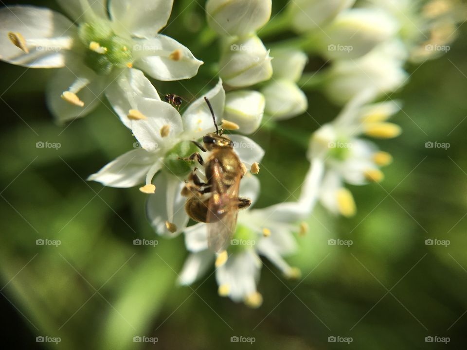 Tiny bee with friends