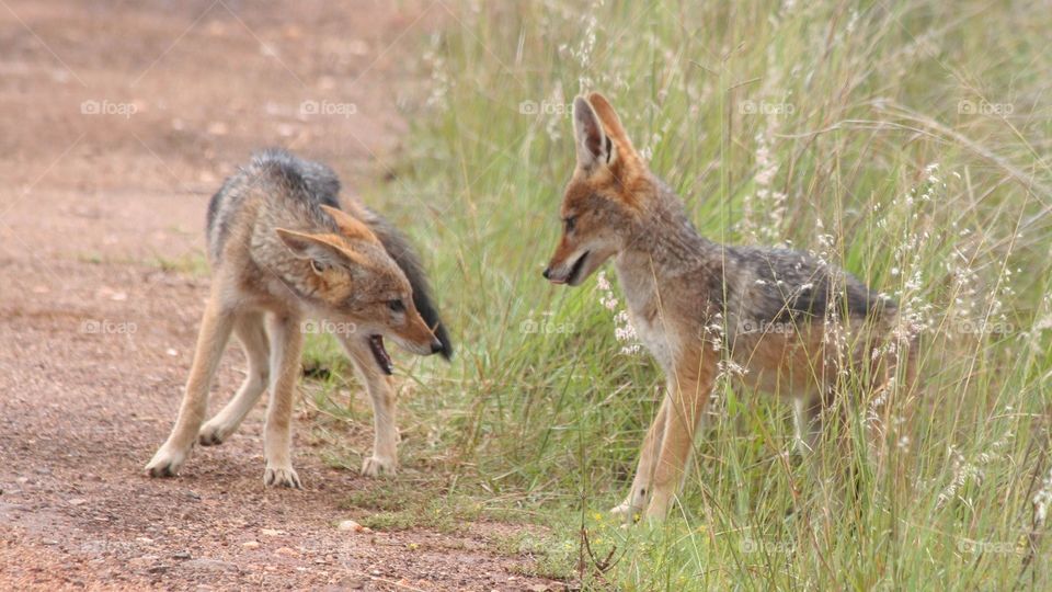 Black-backed jackal