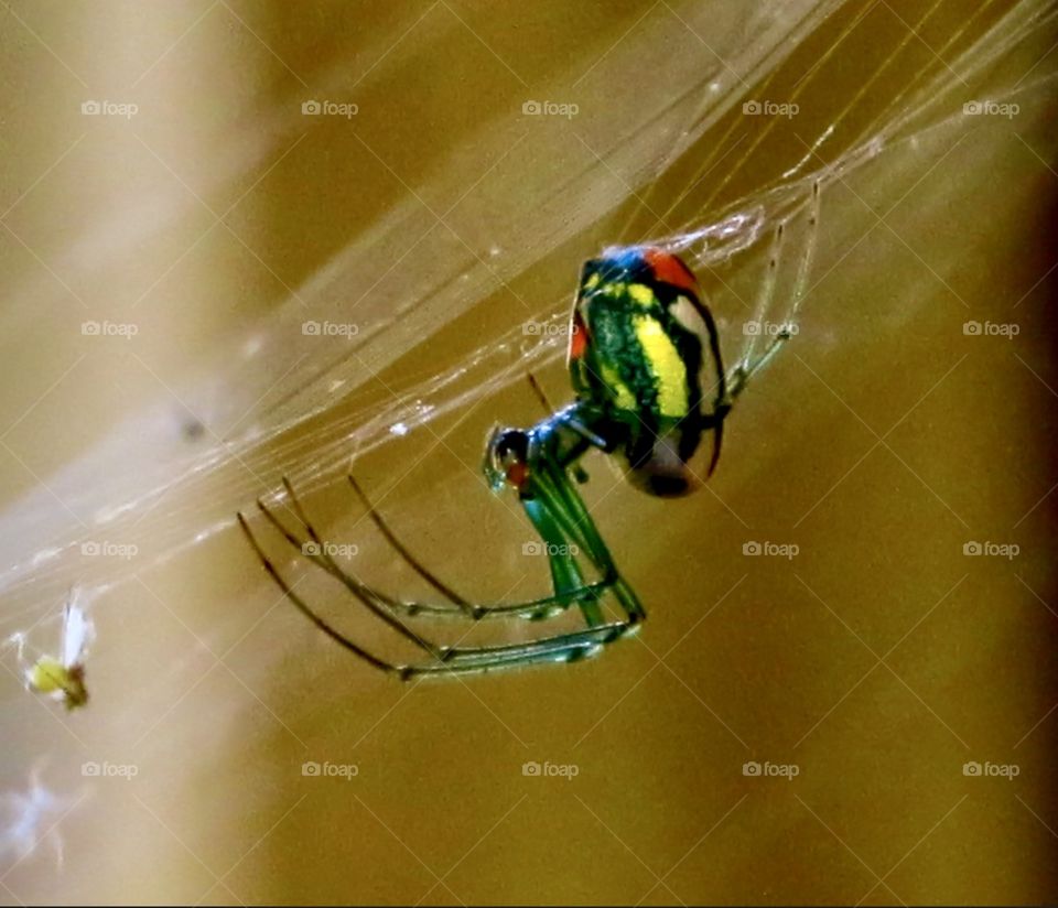 Close up of a very colorful spider 