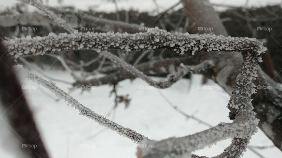 icy branches close-up