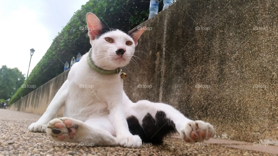 A cat in running track in the park with confident act and does not care that people gonna comes this way haha !