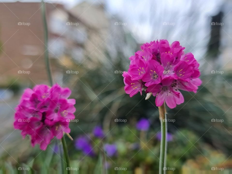 Beautiful flowers