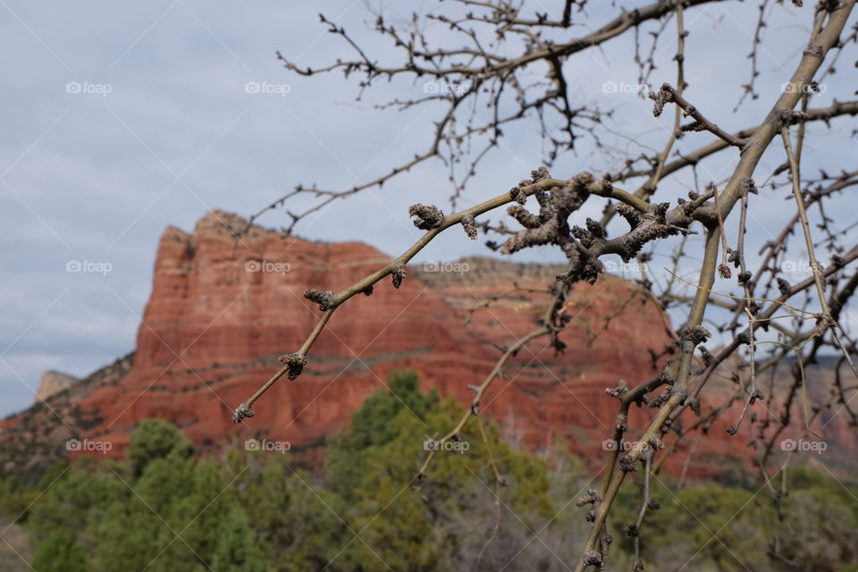 Tree branches in Sedona, Arizona 