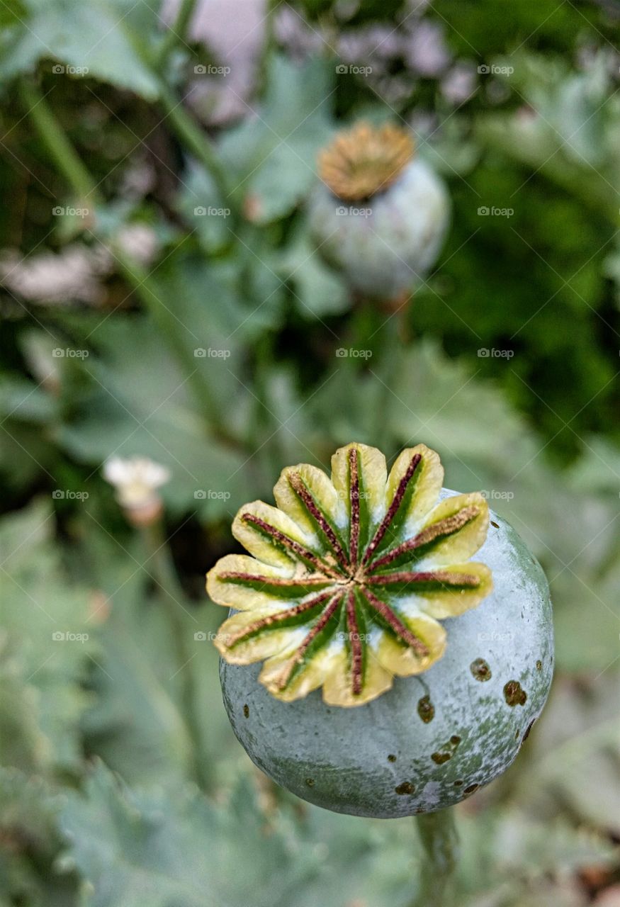 Odd looking flower/pod spotted on a morning walk.