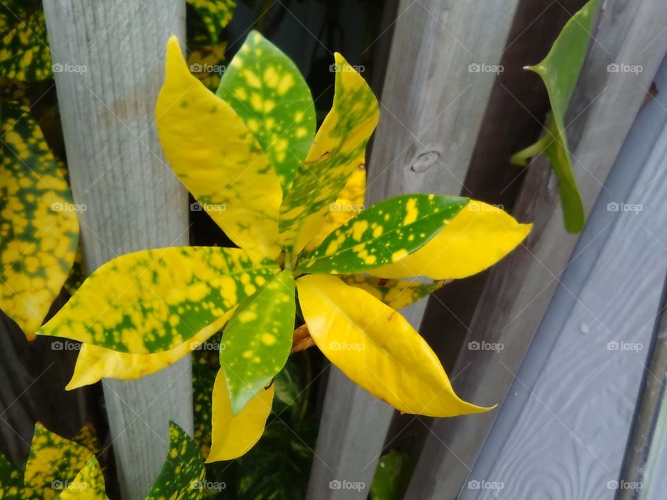 Leaves Turning Yellow