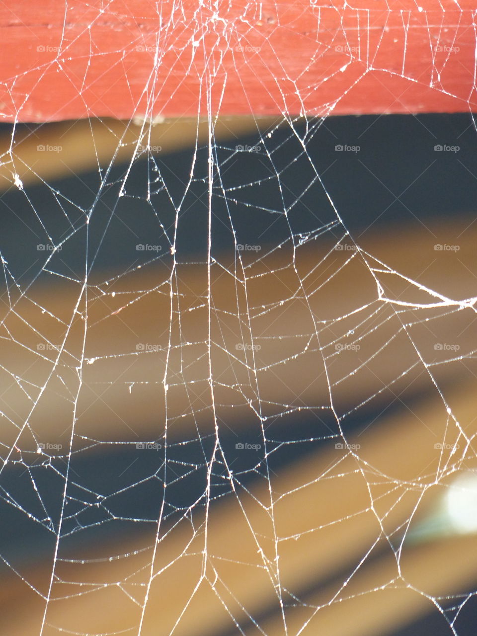 Spider web