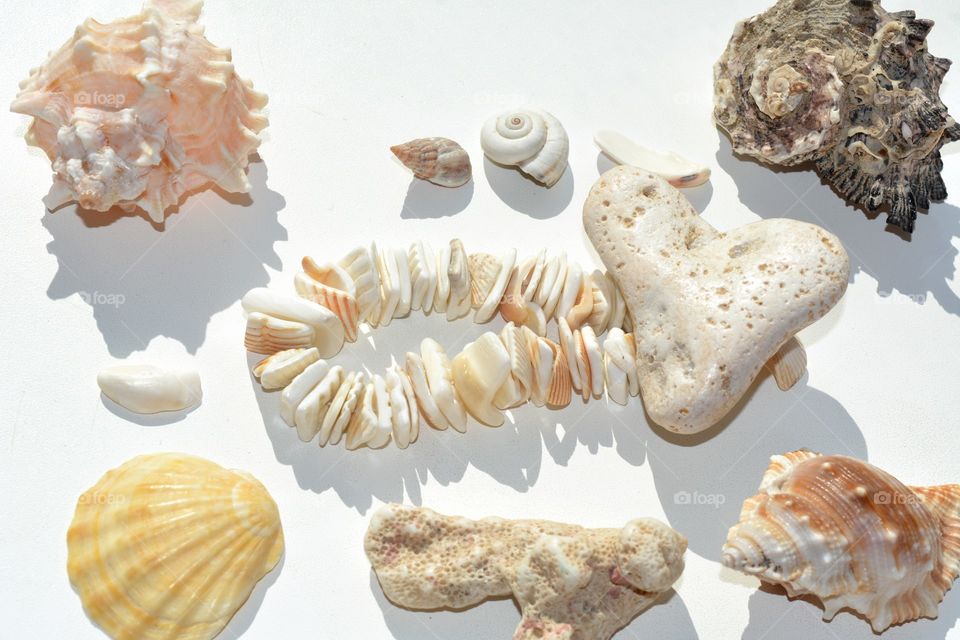 Seashell, Shell, Conch, Shellfish, Cockleshell