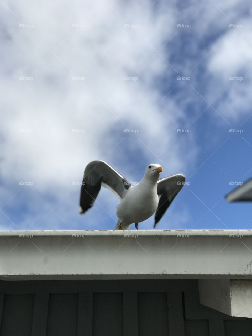 Seagull in takeoff mode 