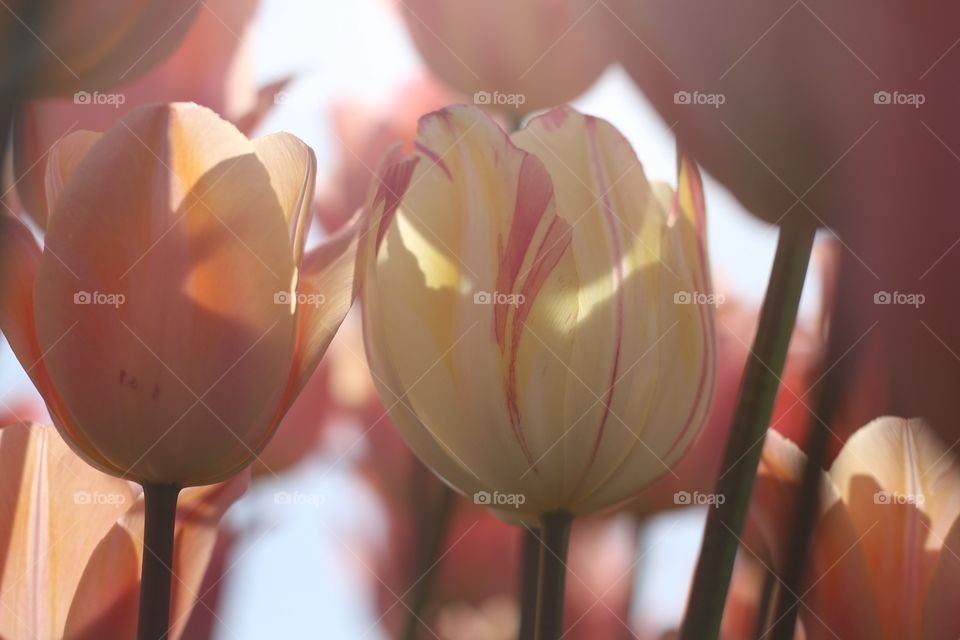 Peach and Yellow tulips