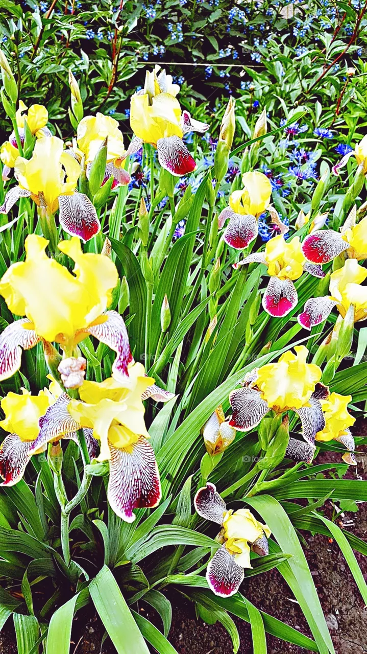 flowers