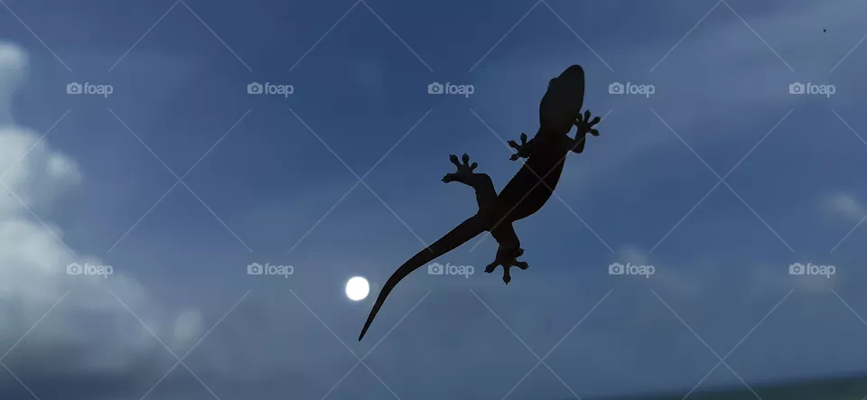 lizard