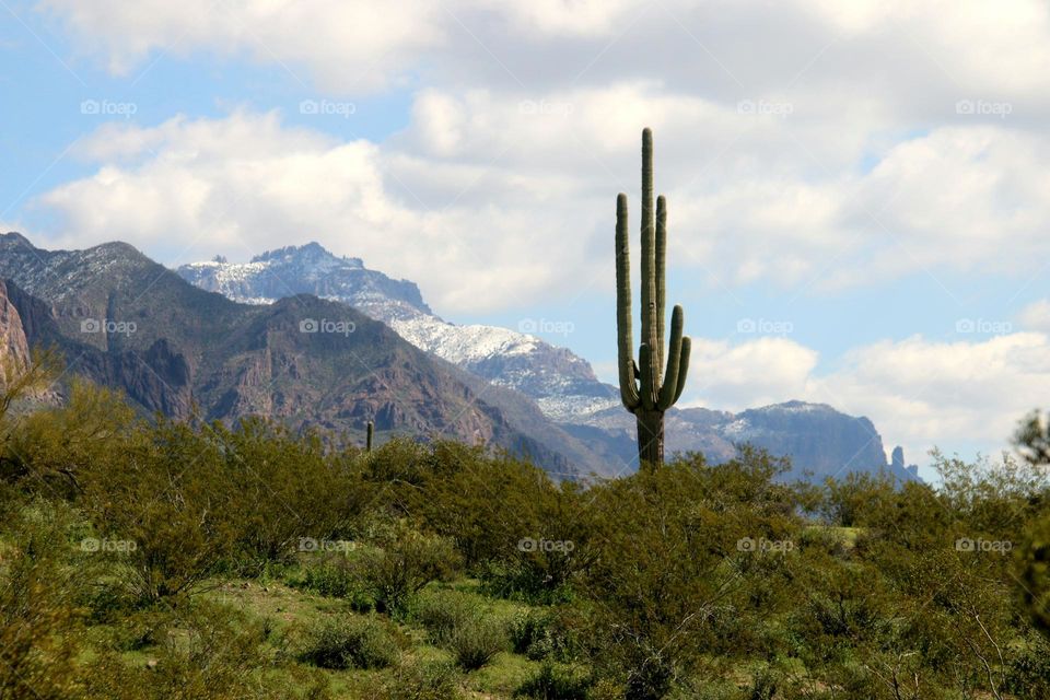 Lone Saguaro in Arizona Desert