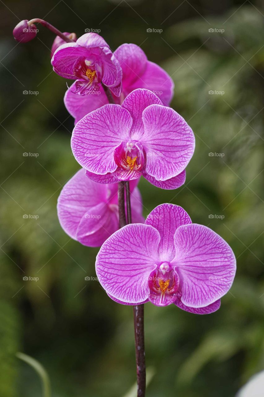 Orchid flower pink isolated