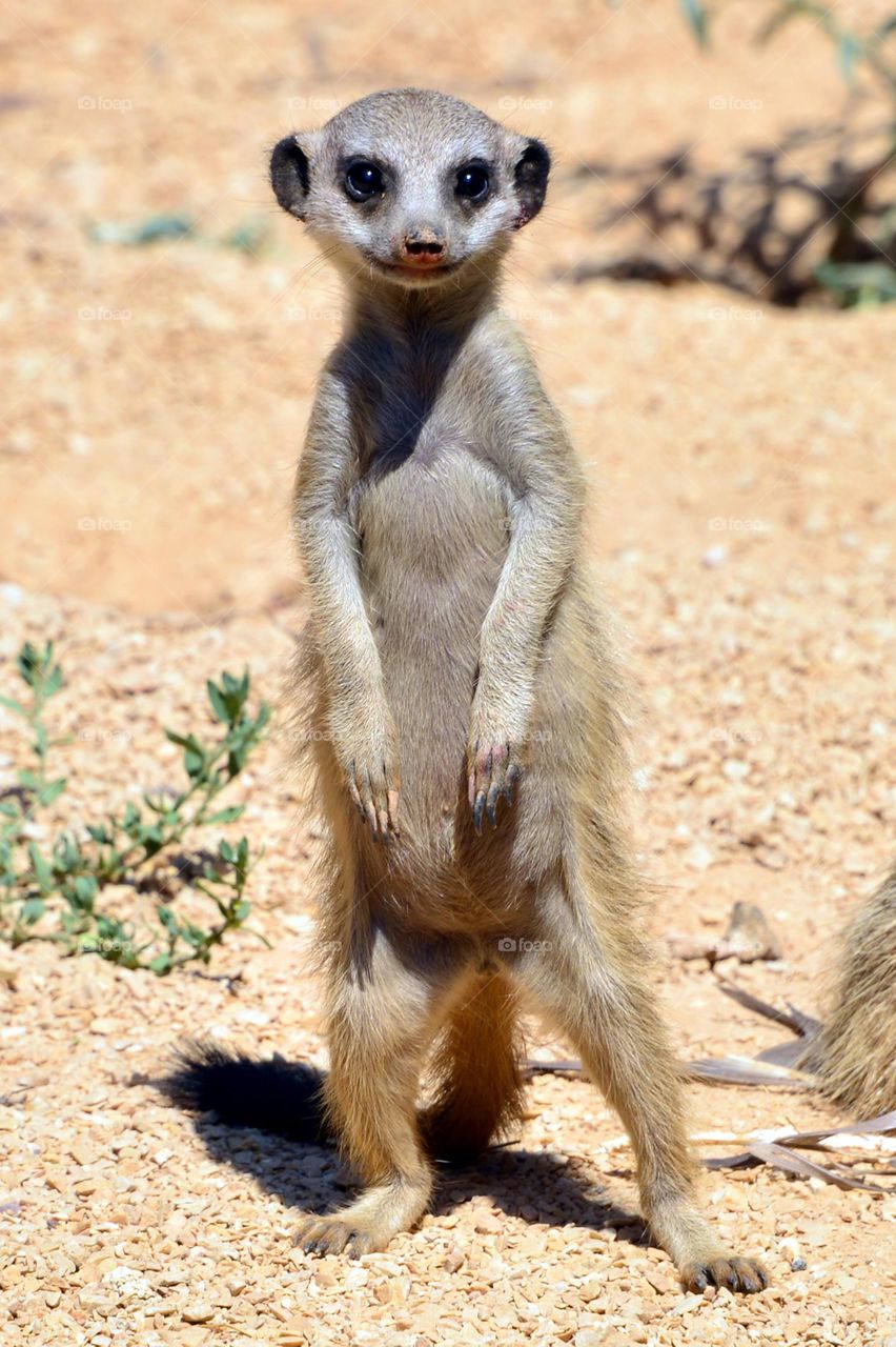 Portrait of a young mongoose