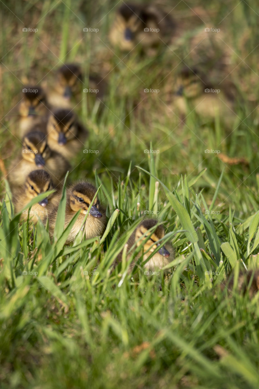 A portrait of cute little ducklings in the garden, the baby chicks were walking behind a mother duck. they accidentally ended up in our garden.