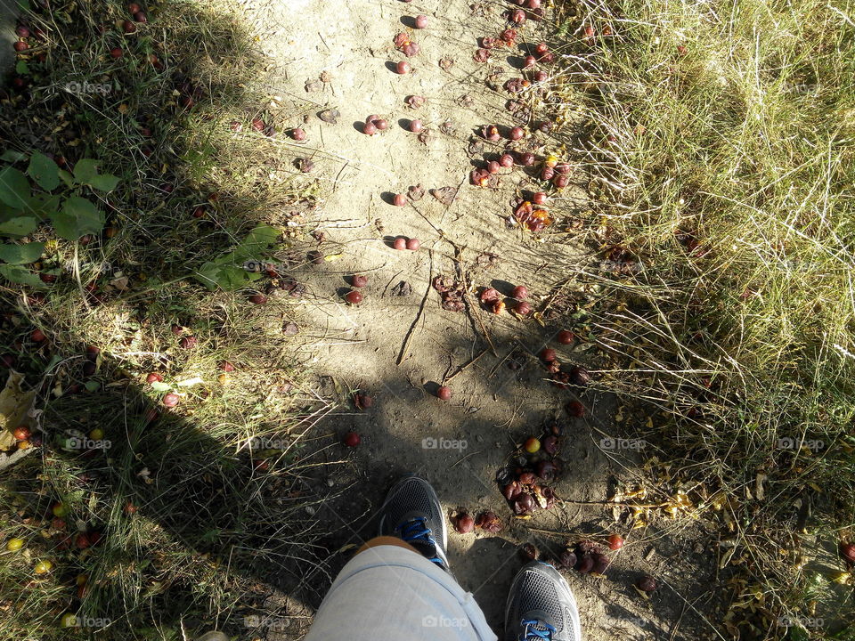 Landscape, Nature, Tree, Outdoors, Flower